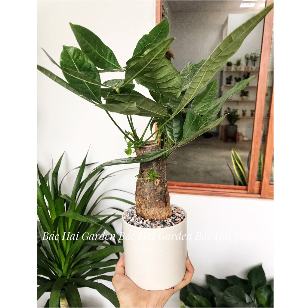 Kim ngân củ để bàn kèm chậu men sứ cao cấp- Cây nội ngoại thất