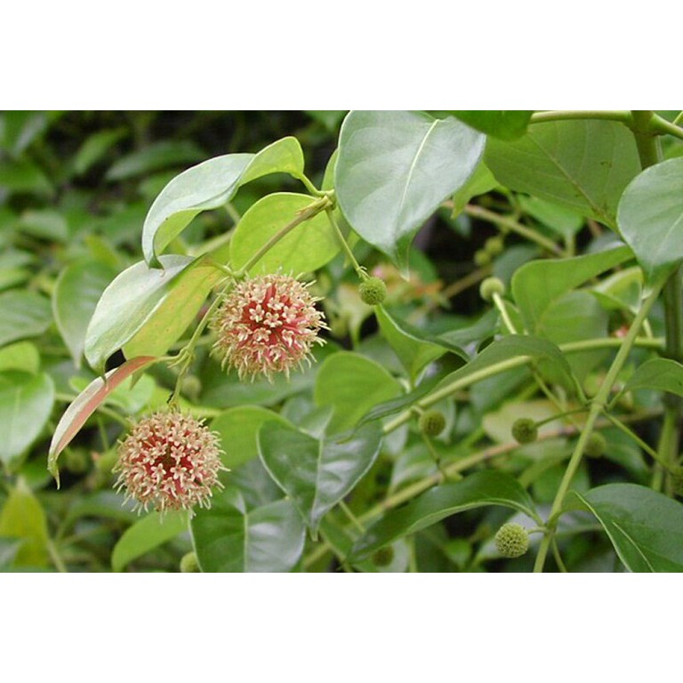 Cây câu đằng khô thượng hạng JINDO 1kg