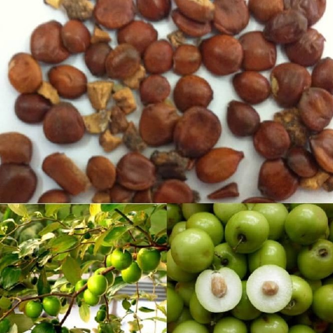 [Mã BMTTC60K giảm đến 60K đơn 50K] Toan táo nhân khô thượng hạng JINDO 1kg
