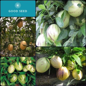 🌟Hạt Giống Dưa PEPINO F1🌟 Hạt Giống Độc Lạ Ăn Siêu Ngon [ NONG TRAI XANH ]