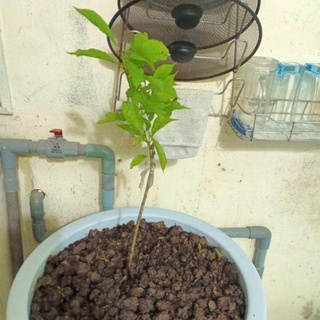 Cây giống cherry anh đào Mỹ siêu sớm .