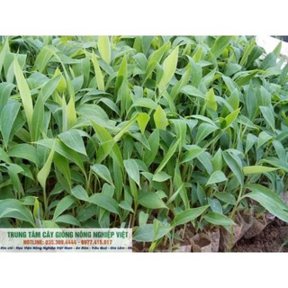 Cây Giống Chuối Tây- Chuối Sứ .