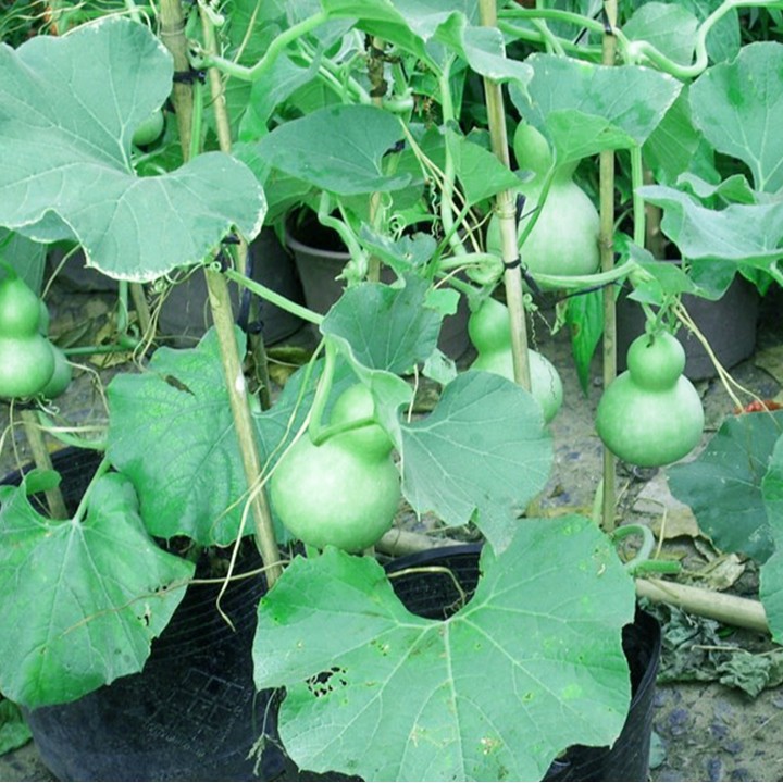 Hạt giống bầu hồ lô