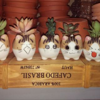 Chậu sứ sen đá mèo xinh