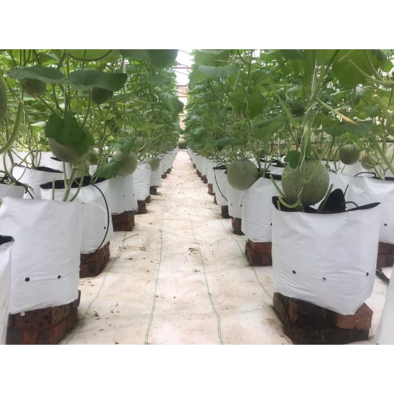 1gr hạt giống dưa lưới 🤗Cực Ngọt,  chất lượng cao