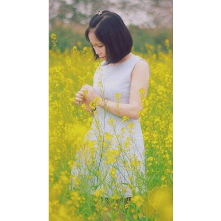 💥hạt giống hoa cải hoa cải vàng @🤗Siêu Dễ Trồng💥 sống ảo chụp ảnh cực cute