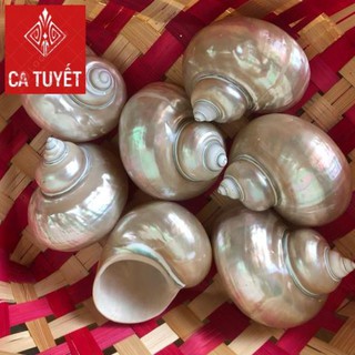 Vỏ ốc khảm xanh mài xà cừ, quà lưu niệm đẹp