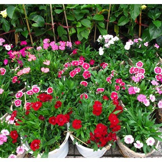 hạt giống hoa cẩm chướng nhiều màu cực đẹp