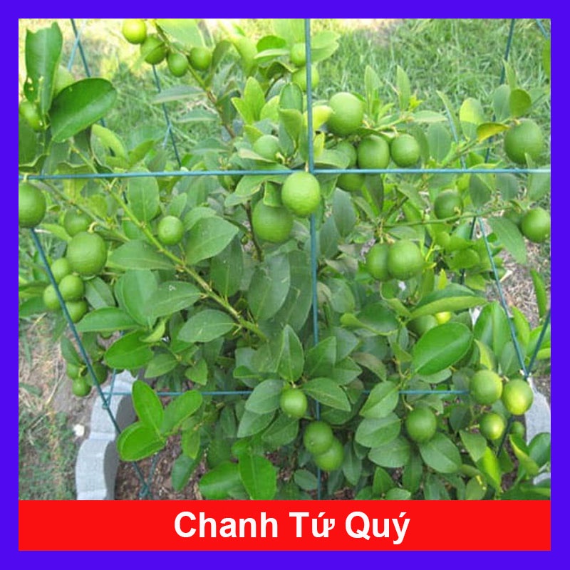 Cây chanh tứ quý cao 40-50 cm