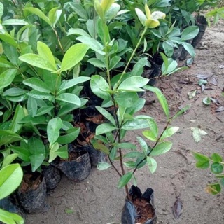 Cây cherry Brazil nhiệt đới dễ trồng chịu nhiệt tốt 1 năm ra quả .