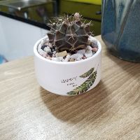 mamhdujs