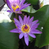 thaothai3107