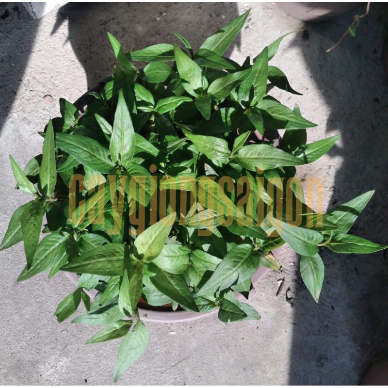 (hoả tốc)CHẬU CÂY RAU RĂM(1 đơn hàng tối đa 4 chậu) | Shopee Việt Nam