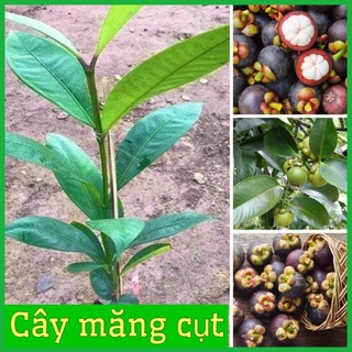 Cây măng cụt giống cao 30-50 cm quả to năng suất cao (ảnh thật 2 hình cuối) .