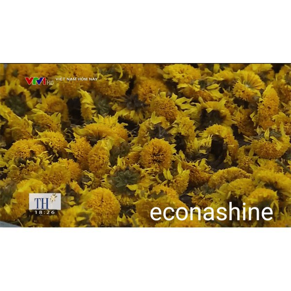 Ảnh Trà hoa cúc vàng sấy lạnh nguyên bông tuyển chọn loại đặc biệt Mộc Hương Sơn Gói 15gr 3
