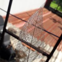 anzes239