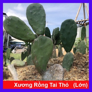 xương rồng tai thỏ, cây cảnh trang trí nhà cửa, quán cà phê, không tốn công chăm sóc nhiều
