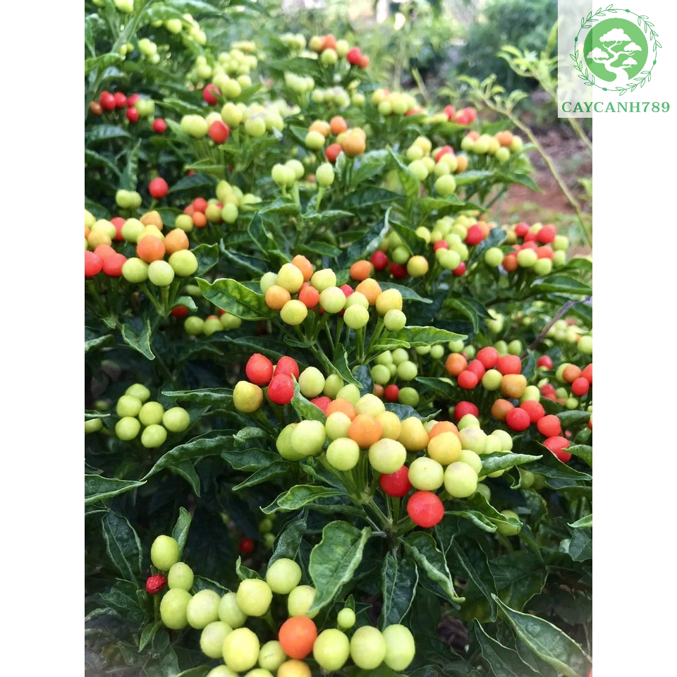 Cây giống ớt Peru Charapita quả đỏ - siêu cay và thơm (ảnh thật số 2 ...