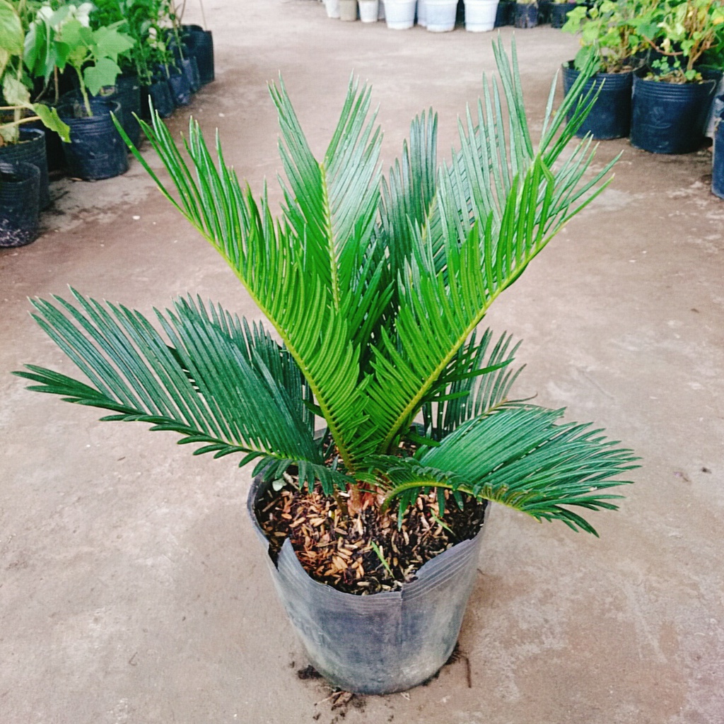 Cây thiên tuế (cao từ 50cm đến 60cm) - cây cảnh để bàn