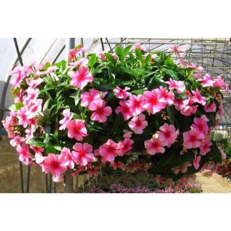 💥100 hạt giống hoa dừa cạn nhiều màu💕 lâu năm cực dễ trồng💕 chất lượng cao