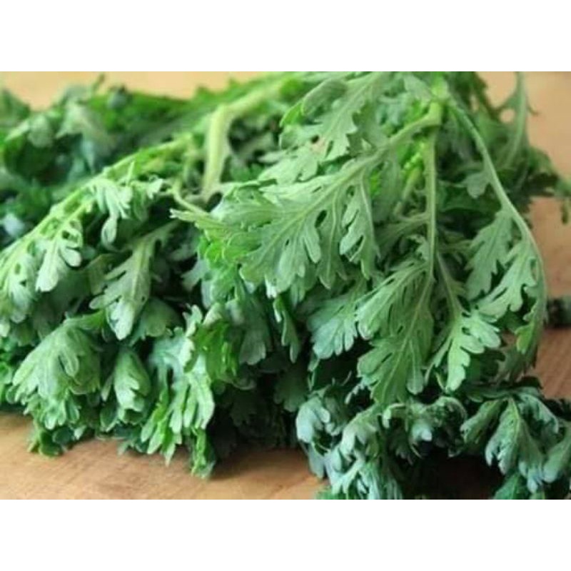 Hạt Giống Rau Cải Cúc f1 ( Tần Ô) 🤗 Siêu Nảy Mầm 🥬 năng suất cao