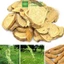 Sơn đậu căn khô thượng hạng JINDO 1kg