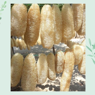 COMBO 5 Bông Tắm Xơ Mướp Tự Nhiên Nguyên Quả (Mộc Xơ) , Tẩy Da Chết, Xơ Mướp Tắm, Massage Body, Bông Tắm Tạo Bọt