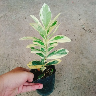 Cây Trang Mỹ Đỏ Cẩm Thạch - Trang Nhung Cẩm Thạch
