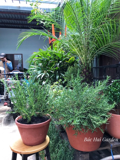 Chậu hương thảo đất nung size đại- Cây gia vị Âu ướp nướng, làm bánh