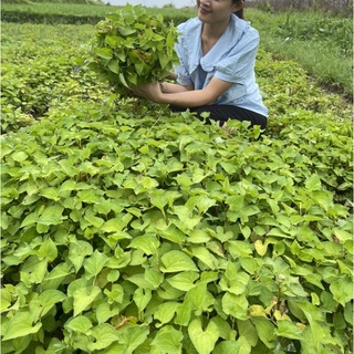 Mặt Nạ Dưỡng Da Diếp Cá Giảm Mụn, Thải Độc, Giảm Sưng Đỏ, SỈ