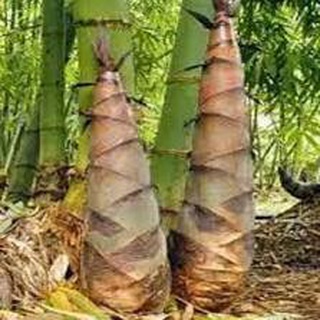 Cây Giống Măng Tre Bát Độ .