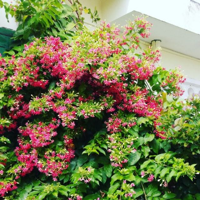 Hoa Trang leo hay còn gọi Hoa sư quân tử | Shopee Việt Nam