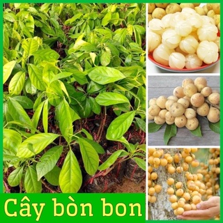 Cây bòn bon (dâu da đất ) ghép cành cao 40-70 cm 1 năm ra quả .