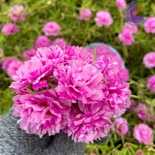 Cành Hoa Mười Giờ Cành Thái Kép MÀU HỒNG VẰN MỚI Cành Tơ Siêu Khỏe Ra Rễ Sau 3 Ngày💐