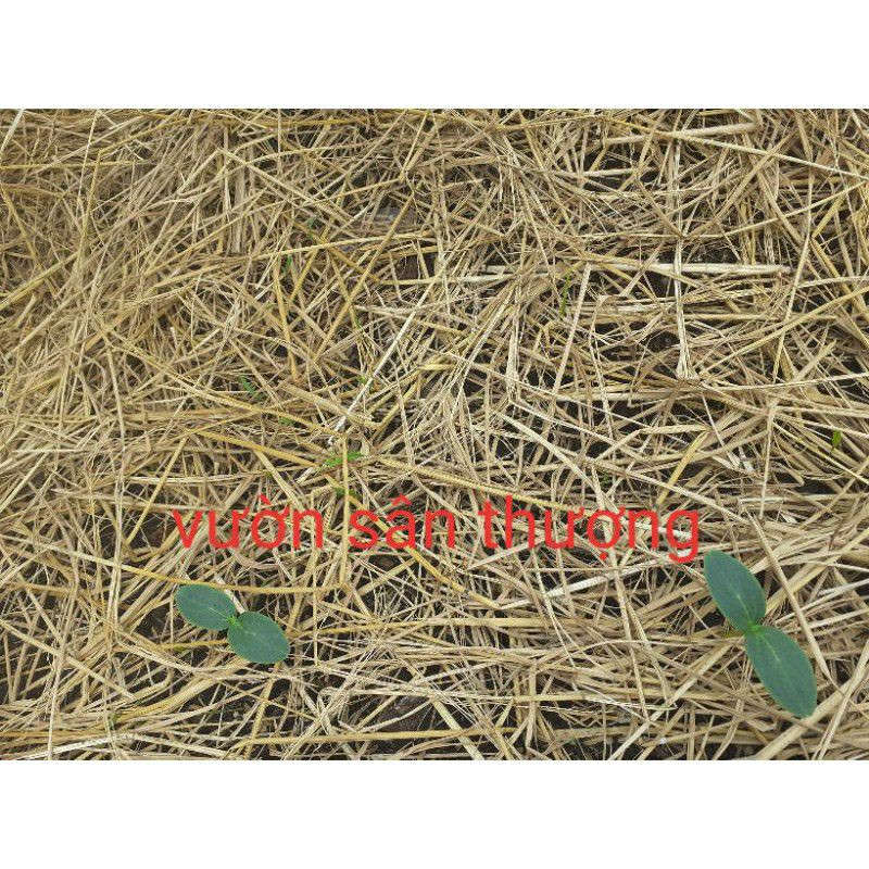 100g Rơm Rạ Khô, Dùng Che cho Cây, Tạo Mùn Cho đất, Trang Trí Tiểu Cảnh, Chụp Hình