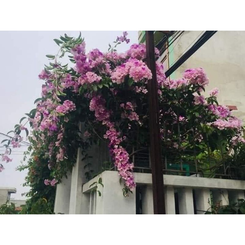 Bầu Giống hoa lan tỏi lâu năm, trồng cực đẹp