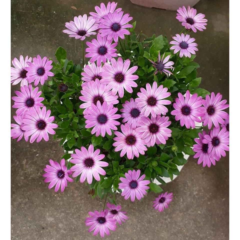 Hạt Giống Hoa Cúc Châu Phi 🥰Nhiều Màu Cực Kì Đẹp , RẤT SAI BÔNG