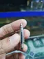 VAN 1 CHIỀU INOX CHO BÌNH CO2 HỒ CÁ THỦY SINH