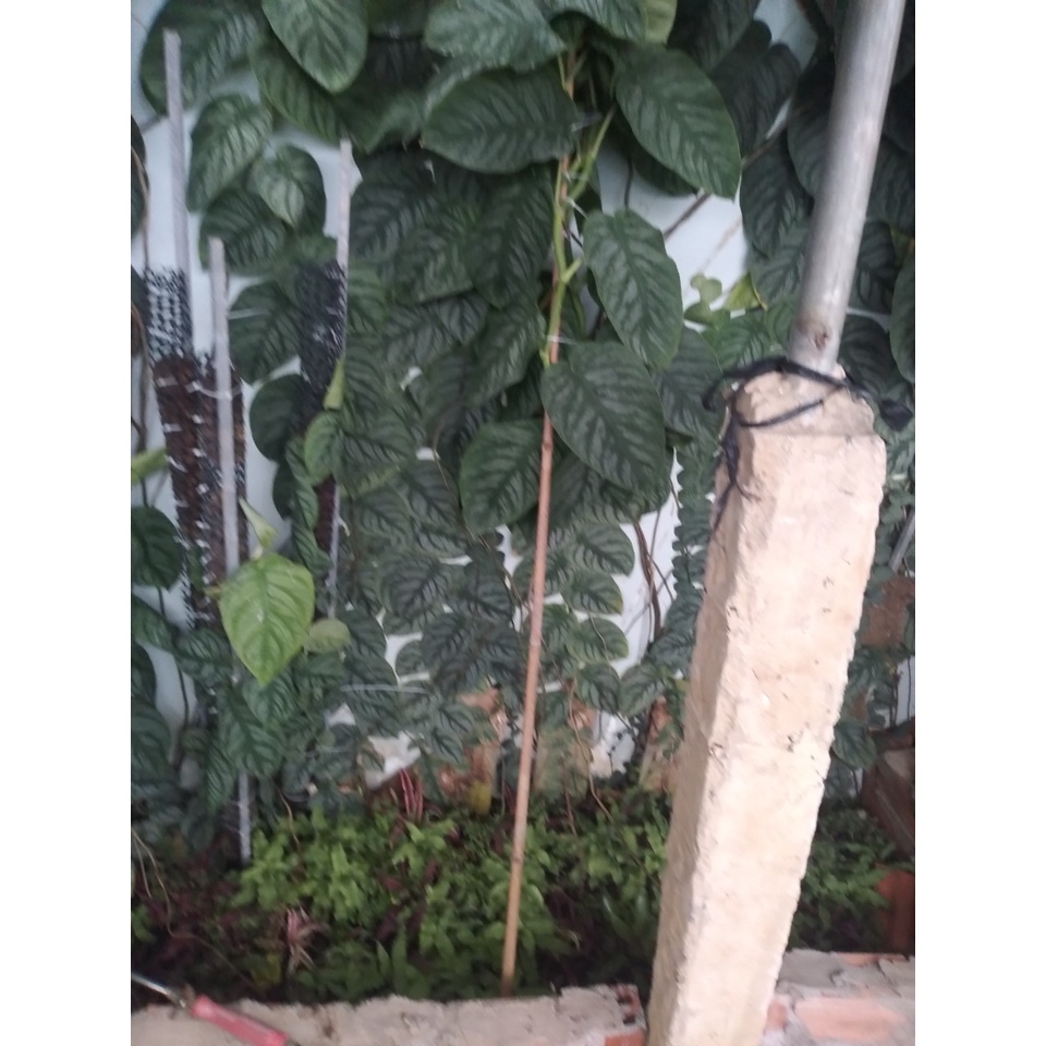 Cây tắc kè thái (giống mới) - cây leo tường