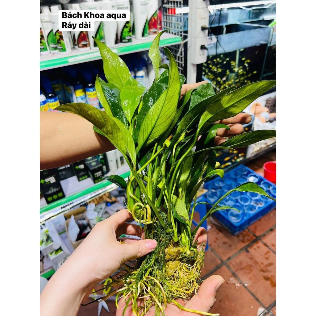 Cây Ráy lá dài | Shopee Việt Nam