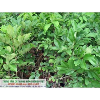 Cây Giống Chôm Chôm Thái Cao 70cm-80cm .