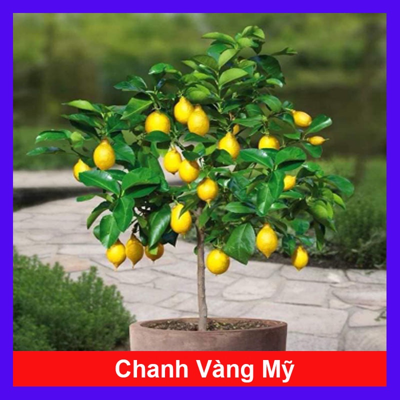 Cây chanh vàng mỹ - cây ăn quả có thể trồng chậu nhanh ra trái sau 5 tháng trồng