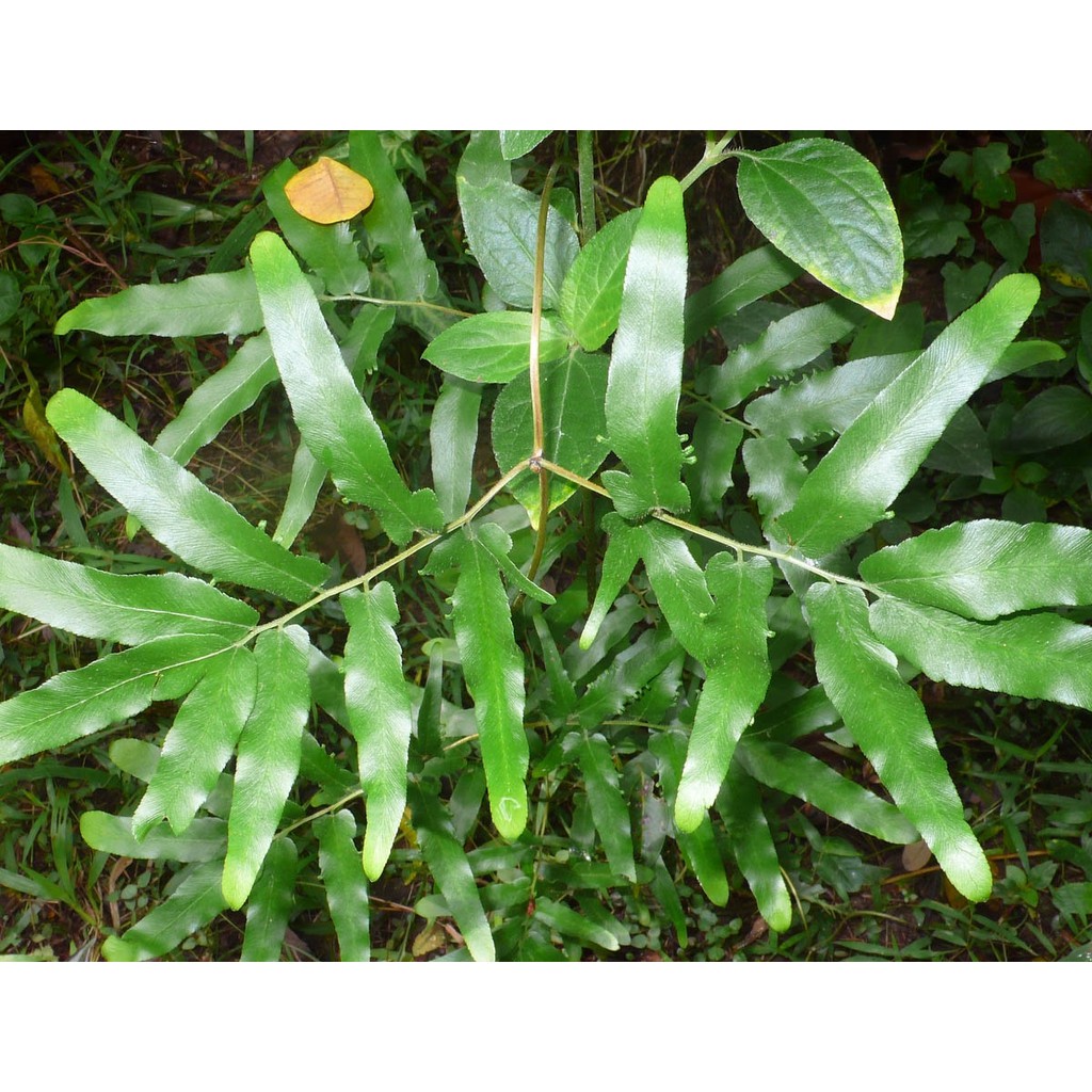 Cây bòng bong hay còn gọi là hải kim sa JINDO 1kg tác dụng hỗ trợ phù thận, suy thận
