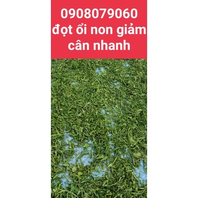 500gr Trà đọt ổi- lá ổi non thái nhỏ đã rửa sạch