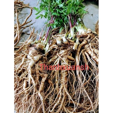 1kg Sâm đương quy tươi Sìn Hồ - Lai Châu (2 củ/1kg)