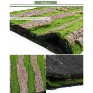 Tấm gỗ rêu 50x100cm | Shopee Việt Nam