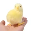YOLOGO Phục Sinh Sang Trọng Gà Con Đạo Cụ Chụp Ảnh Búp Bê Đáng Yêu Mini Sống Động Như Thật Chim
