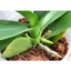 Mụn Xơ Dừa Gói 1kg - xơ dừa dùng trồng cây đã qua sơ chế
