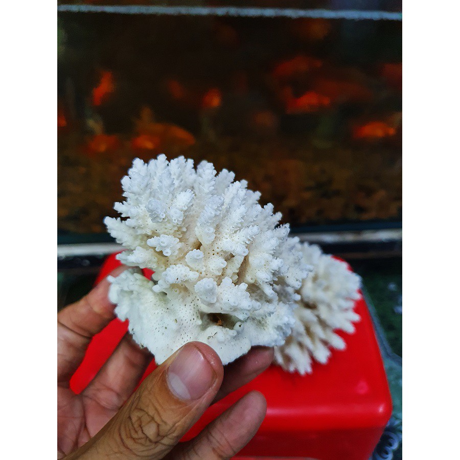 BỤI SAN HÔ BÔNG THẬT TRANG TRÍ HỒ CÁ NON BỘ 150g 200g