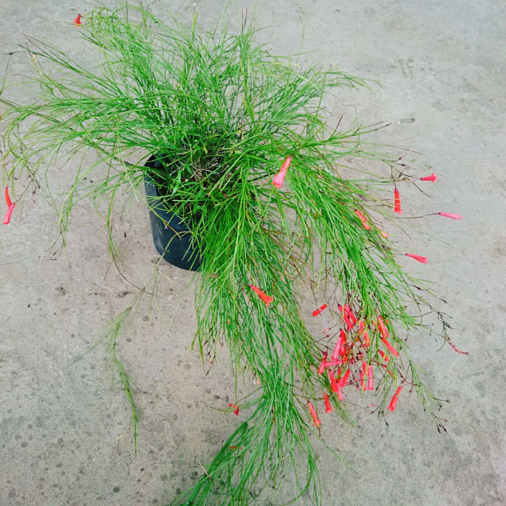 Cây Liễu Tường Hoa Đỏ - cây cảnh để bàn